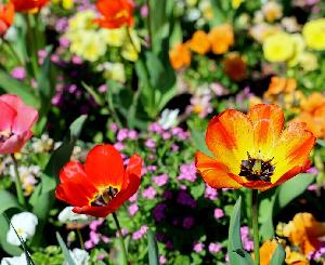 Botanische Führung im Zoologischen Stadtgarten
